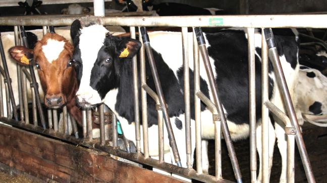 Het Vlaams parlement kon voorlopig nog niet stemmen over het geamendeerde stikstofdecreet met daarin de afspraken van het laatste stikstofakkoord van november.