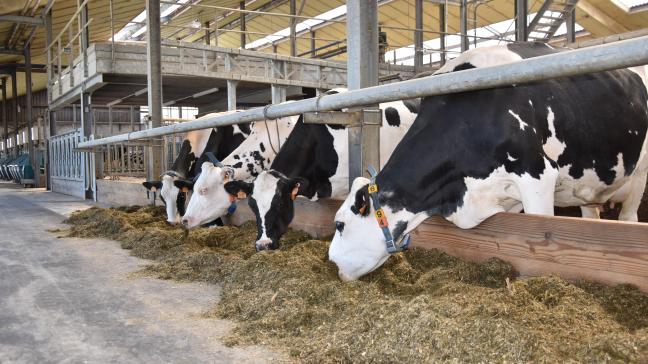 Er zijn voedingsstrategieën waarbij we streven naar een stikstofefficiëntere melkveehouderij.