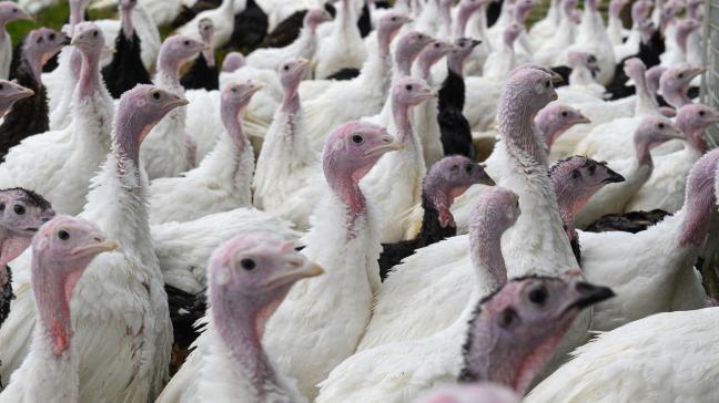 In een kalkoenenbedrijf in het West-Vlaamse Alveringem is een besmetting met vogelgriep vastgesteld.