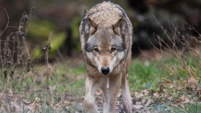 In 2023 daalde het aantal landbouwdieren die door wolven zijn gedood.