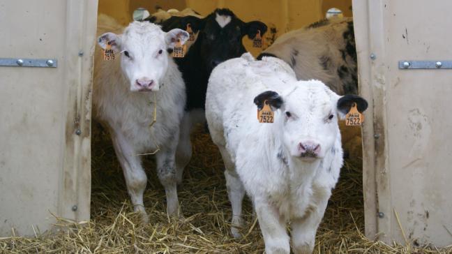 De prijsmarkt voor Belgisch witblauw kalveren is stijgend. Die voor koeien en stieren zit in een status quo.