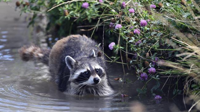 In Vlaanderen is de problematiek rond wasberen vooralsnog beperkt, maar een te grote populatie kan heel schadelijk zijn voor onze fauna en flora.