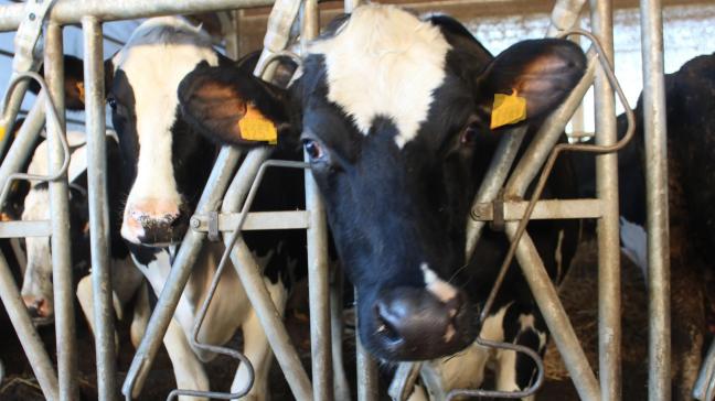 Het is uiterst belangrijk dat elke veehouder en elke dierenarts waakzaam is voor klinische symptomen die kunnen wijzen op IBR, vooral in de regio Aartrijke, Jabbeke, Torhout en Zedelgem.