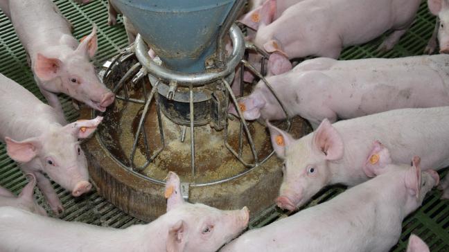 Er bestaan geen mirakeloplossingen die de vermorsing van voer bij varkens tot nul herleiden, maar met een paar tips kom je al een heel eind.