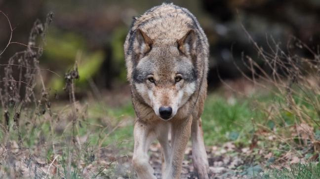 De Nederlandse provincie Gelderland mag met een paintballgeweer schieten op te brutale wolven.