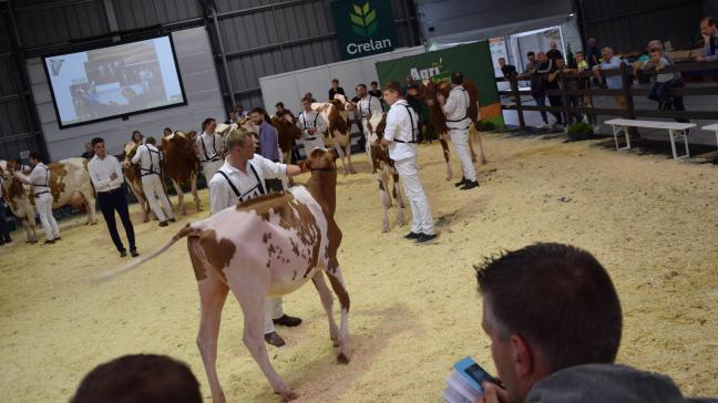 Alle veeprijskampen worden geannnuleerd tijdens de Agridagen. De Junior Holsteinshow was nochtans toe aan een speciale jubileum-editie.
