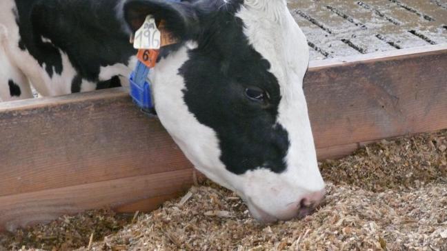 VoederPAS en ELP-Beef leveren naar verwachting de nodige gebruiksvriendelijke tools, aanvaardbaar voor de overheid en werkbaar voor de veehouder.