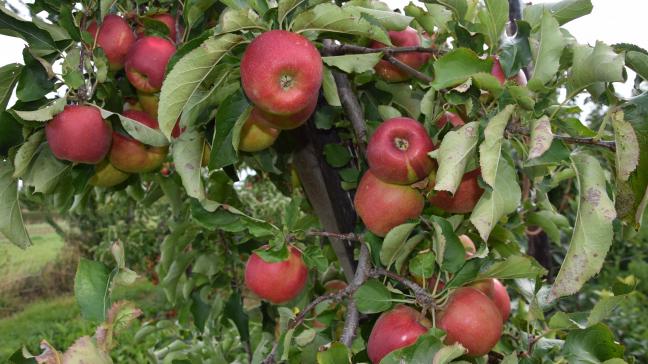 Begin deze week betaalde het Agentschap Landbouw en Zeevisserij 906.242 euro uit aan de Vlaamse appeltelers en 906.242 euro aan de biologische vlees- en pluimveehouders en producenten van geitenmelk.