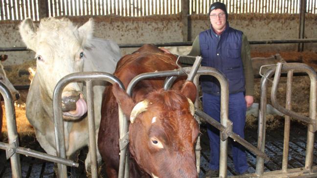 Jarno Vandepoel met 2 koeien van zijn dubbeldoelrassen: Belgisch witblauw en West-Vlaams rood.