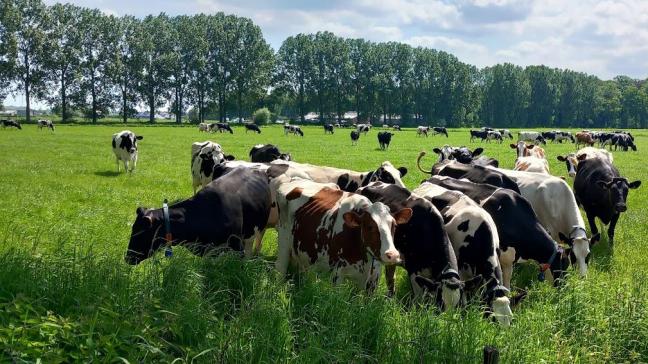 Een melkveebedrijf start samen met de stad Gent een testproject op 5 ha OCMW-gronden in de Gentse deelgemeente Mendonk.