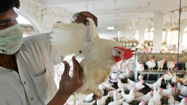 In Cambodja is een jongen overleden aan de vogelgriep nadat hij van besmette kippen en eenden had gegeten.