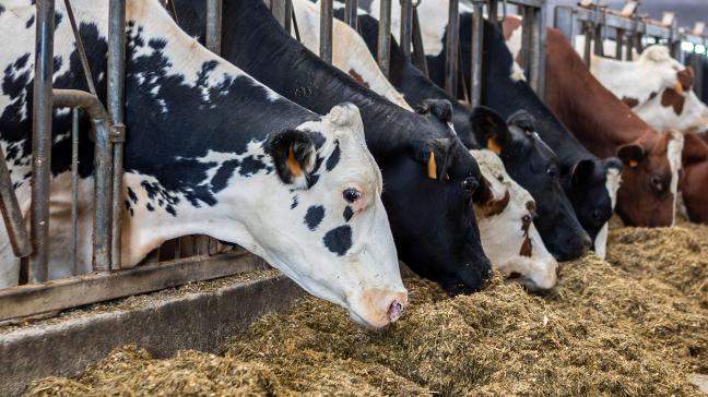 De implementatie van de methaanreducerende voedermaatregelen komt moeilijk op gang. Daarom werd de ecoregeling ’voedermanagement bij rundvee’ bijgestuurd.