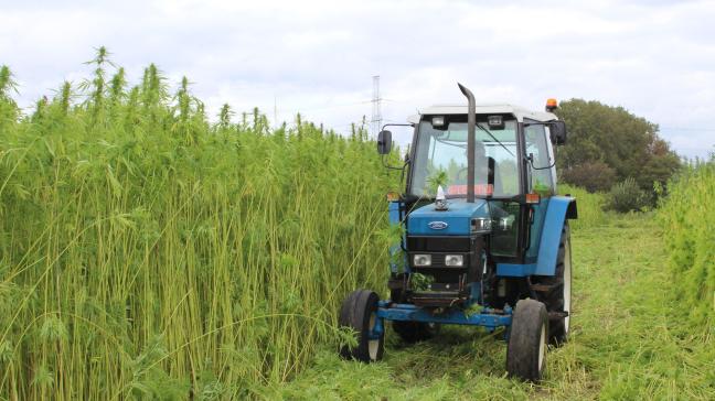 De stad Mechelen liet vorig jaar een eigen perceel landbouwgrond inzaaien met industriële hennep voor de productie van biomassa, maar voorts doet de stad zelf weinig met de zowat 400 ha landbouwgrond die ze hebben.
