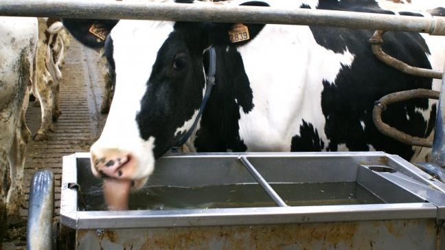Hoeveel extra water drinken koeien bij hittestress? Het is maar één van de vele vragen die het project WAVE wil beantwoorden.