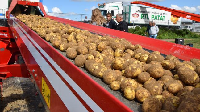 De marktstemming voor beide rassen is vast met een aanbod dat kleiner is dan de vraag.