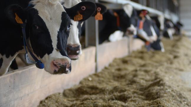 Momenteel zijn er 5 ecoregelingen die methaan reduceren goedgekeurd voor melkvee  en 1 maatregel voor vleesvee.