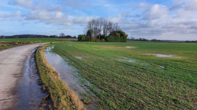 Door de vele regens wordt de wintertarweoogst nu al lager ingeschat.