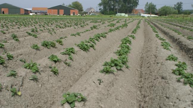 De de hele aardappel- en groenteproducerende en -verwerkende keten engageert zich om stappen vooruit te zetten voor een betere bodem- en waterkwaliteit.