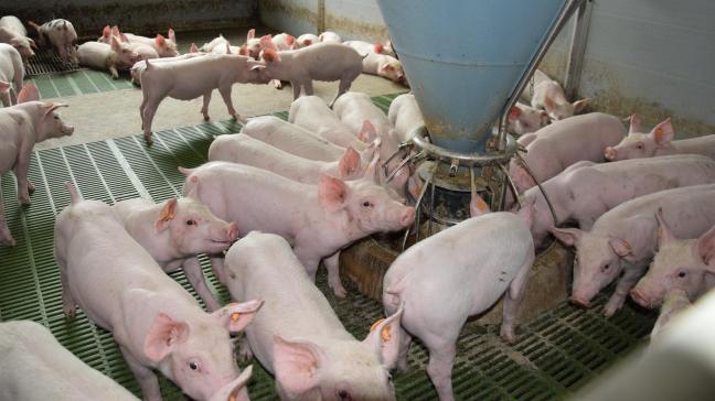 Voor elk varkens-, pluimvee- en rundveebedrijf dat op 23 februari 2022 vergund was, wordt een PAS-referentie 2030 bepaald.