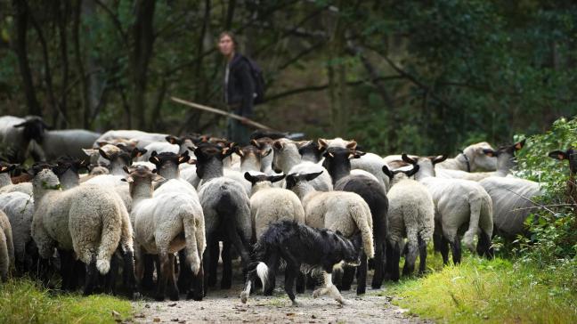De partner van Luc Van Roeyen, Siele, doet met de kudde schapen meestal de begrazingen in het bos.