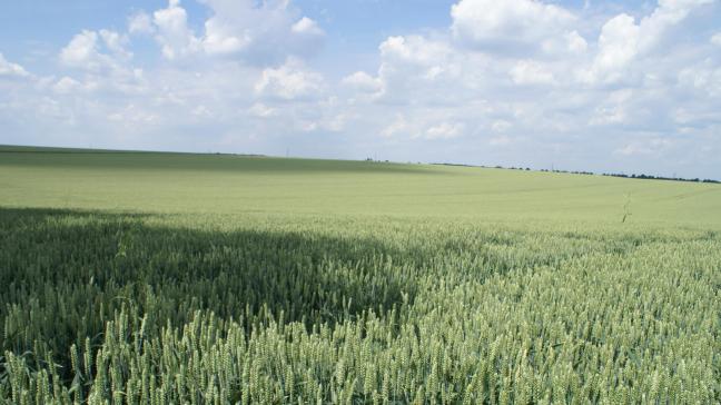 De tarweprijs is gedaald naar het laagste niveau in 3 jaar door de grote aanvoer vanuit Rusland, de toenemende productie in Australië en de gunstige weervooruitzichten voor tarwe in de VS.