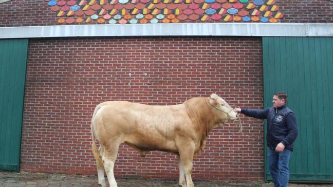 Voor de online veiling van 9 maart werd Tornado ‘ingepunt’ als beste stier en dus maakt hij een grote kans om de veilingtopper te worden.