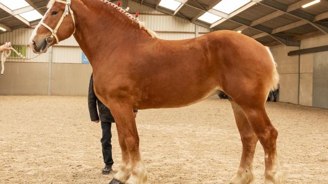 L- Valley Prince Piper wist zijn kampioenstitel met glans te verdedigen en werd uitgeroepen tot Kampioen Vlaams paard 2024.