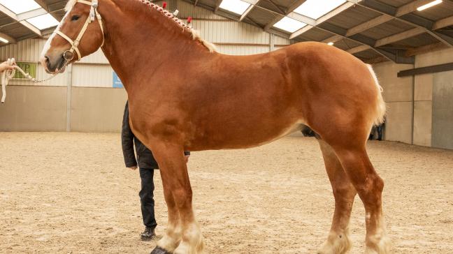 L- Valley Prince Piper wist zijn kampioenstitel met glans te verdedigen en werd  uitgeroepen tot Kampioen Vlaams paard 2024.