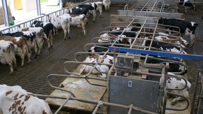 Elke melkveehouder moet minimaal 5% ammoniakemissie reduceren tegen 31 december 2025.