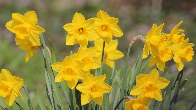 Narcissen zijn zeer geschikt voor verwildering in de tuin. Ze komen jaar na jaar terug en breiden zich steeds verder uit.