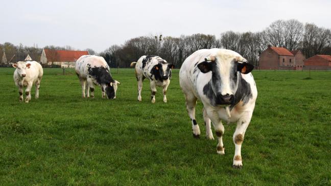 Coevia meldt hogere prijzen voor stieren van het Belgische witblauwe ras.