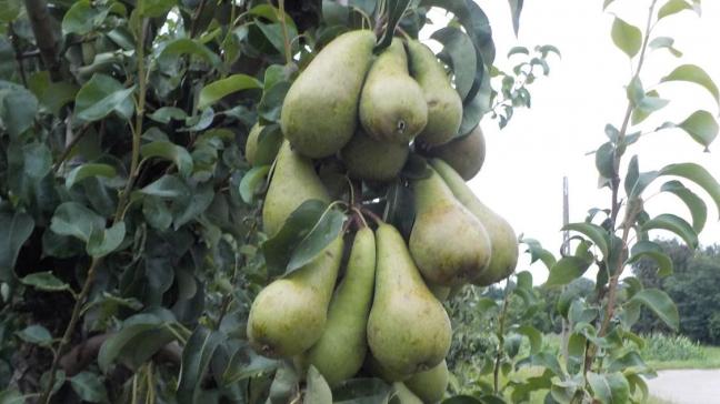 Vijf kenniscentra pakten op de fruitveiling BelOrta te Borgloon uit met innovatieve technologieën voor de perensector.