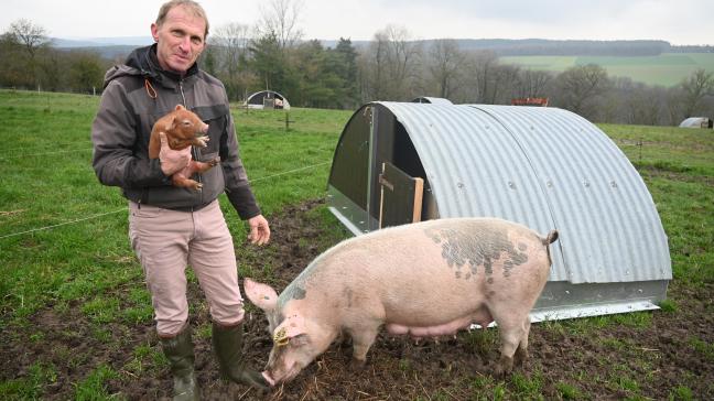 De zeugen hebben worpen van 5 tot 15 biggen. De varkenshouder komt niet tussen bij de geboorte. Alles verloopt op natuurlijke wijze.