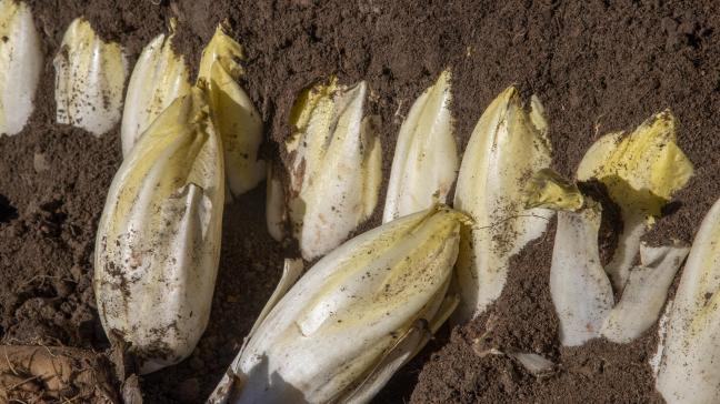 Streekproducten met een geografische aanduiding zoals Brusselse grondwitloof zullen dankzij een Europese wet op verschillende vlakken een betere bescherming krijgen.