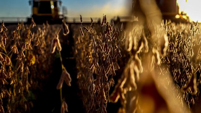 Het Conab, zowat het Braziliaanse Wasde (World Agricultural Supply and Demand Estimates), voorspelt een lagere sojabonenproductie voor Brazilië dan het Wasde.