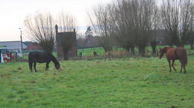 De paarden geleidelijk aan laten wennen aan grasopname: een win-winsituatie voor de paarden én voor het grasland!