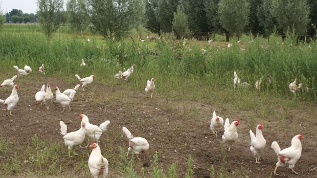 Vanaf 6 april is het niet langer verplicht is om pluimvee op te hokken of af te schermen met netten.