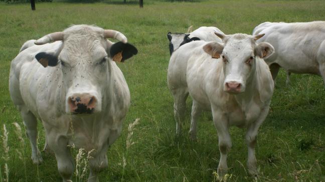 Volgens het Nederlands onderzoek zou de GLB-steun gemiddeld 1,42 euro per kilogram rundvlees bedragen.