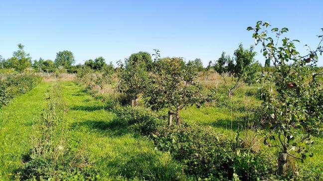 De casestudie van ILVO is grotendeels gebaseerd op de experimentele site van dit Eetbos Deinze en gaat uit van een omzetting van 0,8 ha grasland naar voedselbos.
