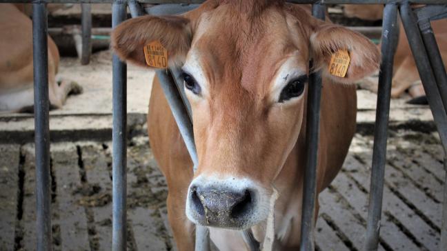 Jersey scoort het beste inzake de fokwaarde veerkracht van CRV.