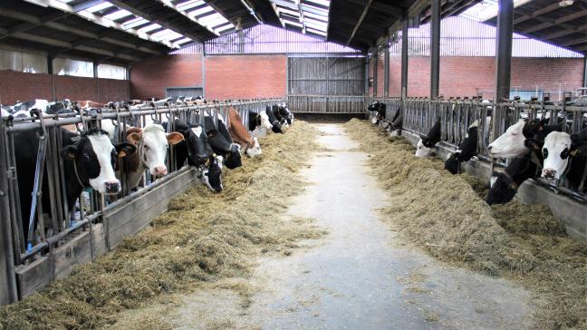 Als oorzaak van het aantal stoppende melkveebedrijven, verwijst BCZ naar de juridische onzekerheid door de regelgeving.