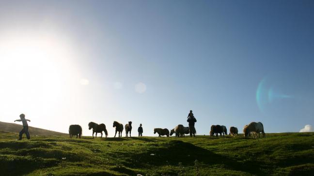 Shetland-pony’s in hun natuurlijke habitat, maar altijd dichtbij en gericht op de mens, volgens het onderzoek van antropologe Catherine Munro.