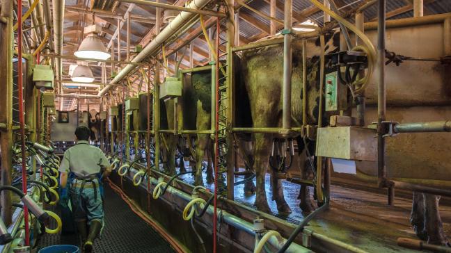 De Wereldgezondheidsorganisatie raadt het gebruik van gepasteuriseerde melk aan nadat hoge concentraties van het vogelgriepvirus werden aangetroffen in de melk van besmette koeien in de Verenigde Staten.