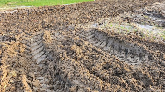 Natte akkers met structuurschade krijgen tot dusver amper de kans om te drogen. Stel in vraag of korrelmaïs zaaien nog een goede optie is.