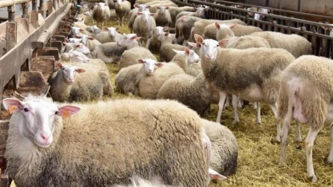 Op een melkschapenbedrijf in Nederland is Q-koorts vastgesteld.