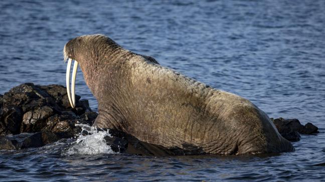 Het is de eerste keer dat de vogelgriep bij walrussen vastgesteld wordt.