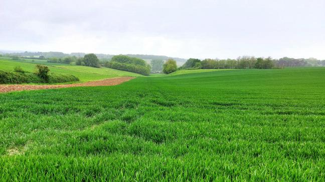 Tijdens de veldkeuring letten de keurmeesters op de algemene toestand van het perceel, de risico’s voor vermenging, de rasechtheid, de raszuiverheid, de aanwezigheid van zieke planten en van andere planten waarvan het zaad moeilijk te verwijderen is bij de verwerking.