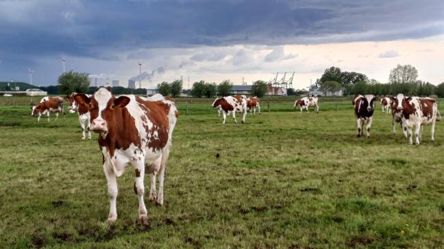 De getroffen veehouderij bevindt zich op een steenworp van de Antwerpse haven en van enkele potentiële bronnen van PFOS-contaminatie.