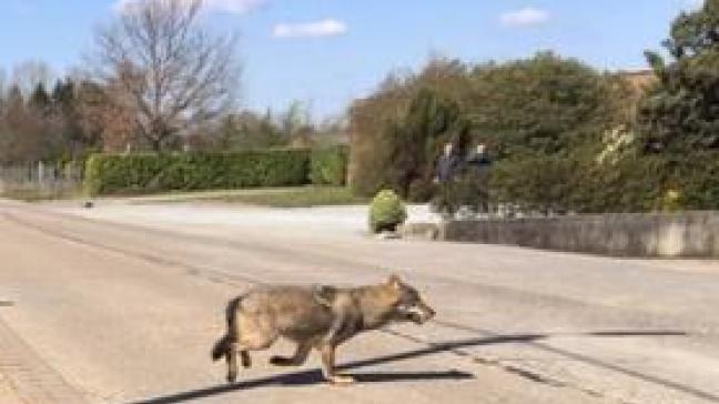 Na een zwerftocht van 4 dagen vanuit Hoogstraten naar Sint-Job-in-'t-Goor en Zoersel is de rondtrekkende wolf, vrijdagmiddag 10 mei doodgereden in Zoersel.