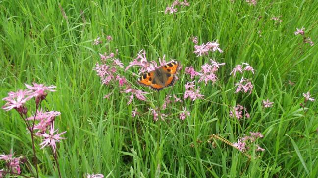 Beheerovereenkomsten dragen bij aan een verhoging van de biodiversiteit.